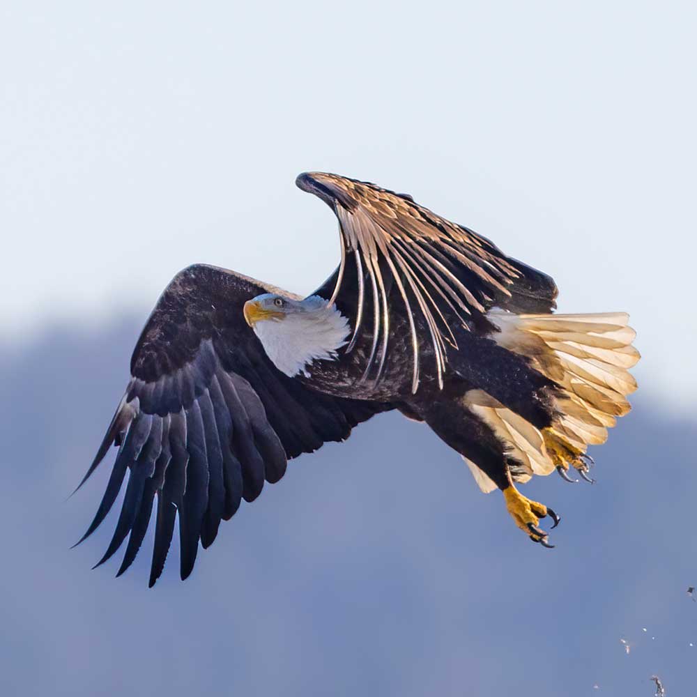 Close up of Bald Eagle with wings flapping