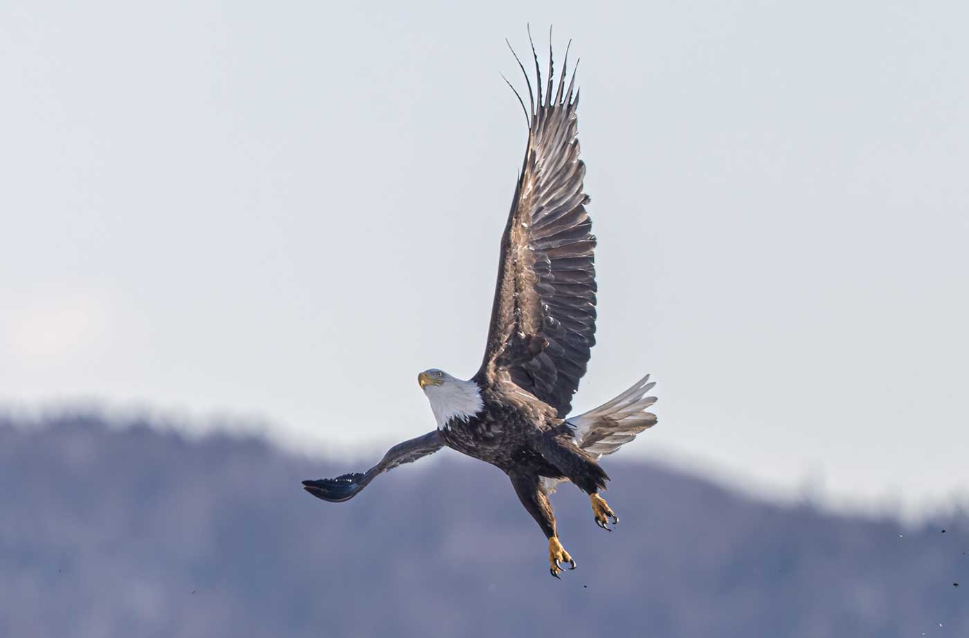 Bald Eagle hovering in air with wings and talons out