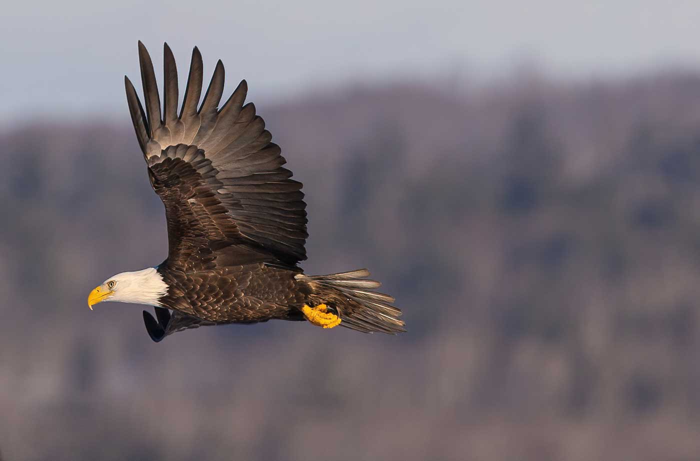 Bald Eagle soaring in front of blurred background, headed left