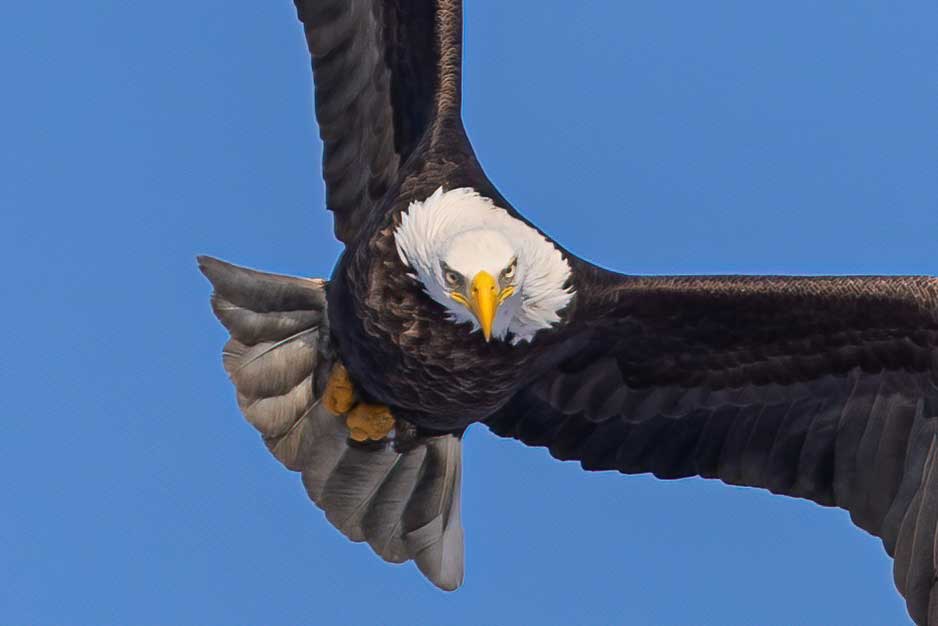 Bald Eagle facing camera with wings spread in blue sky
