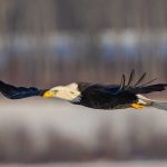 Bald Eagle with wings out flying straight to the left