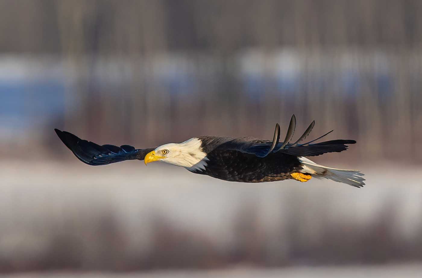 Bald Eagle with wings out flying straight to the left