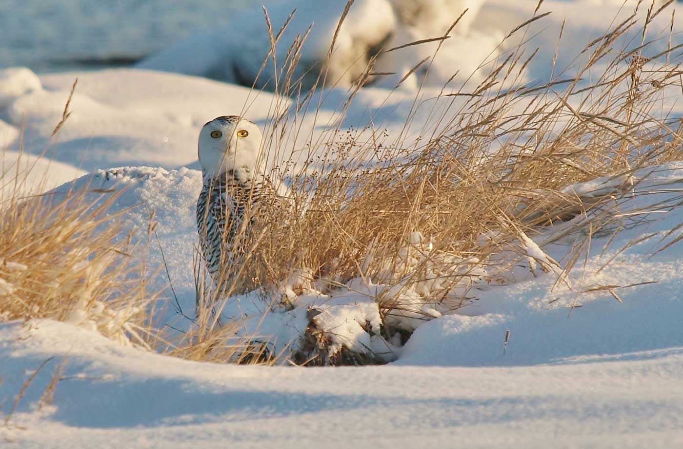 Snowy Owl sitting behind grass in snow