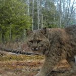 Bobcat walking in front of camera looking at it