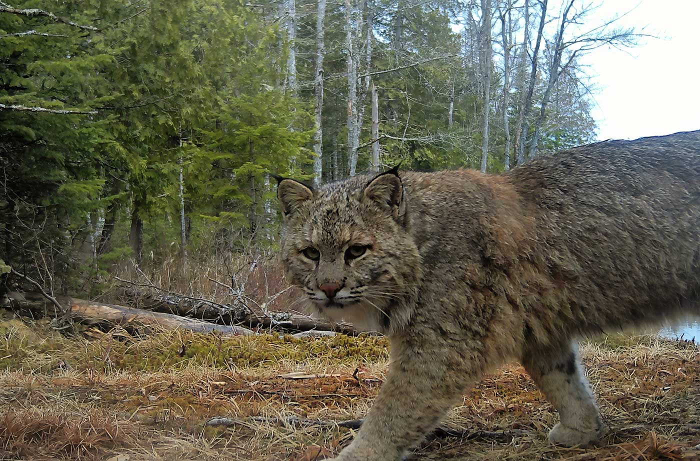 Bobcat walking in front of camera looking at it