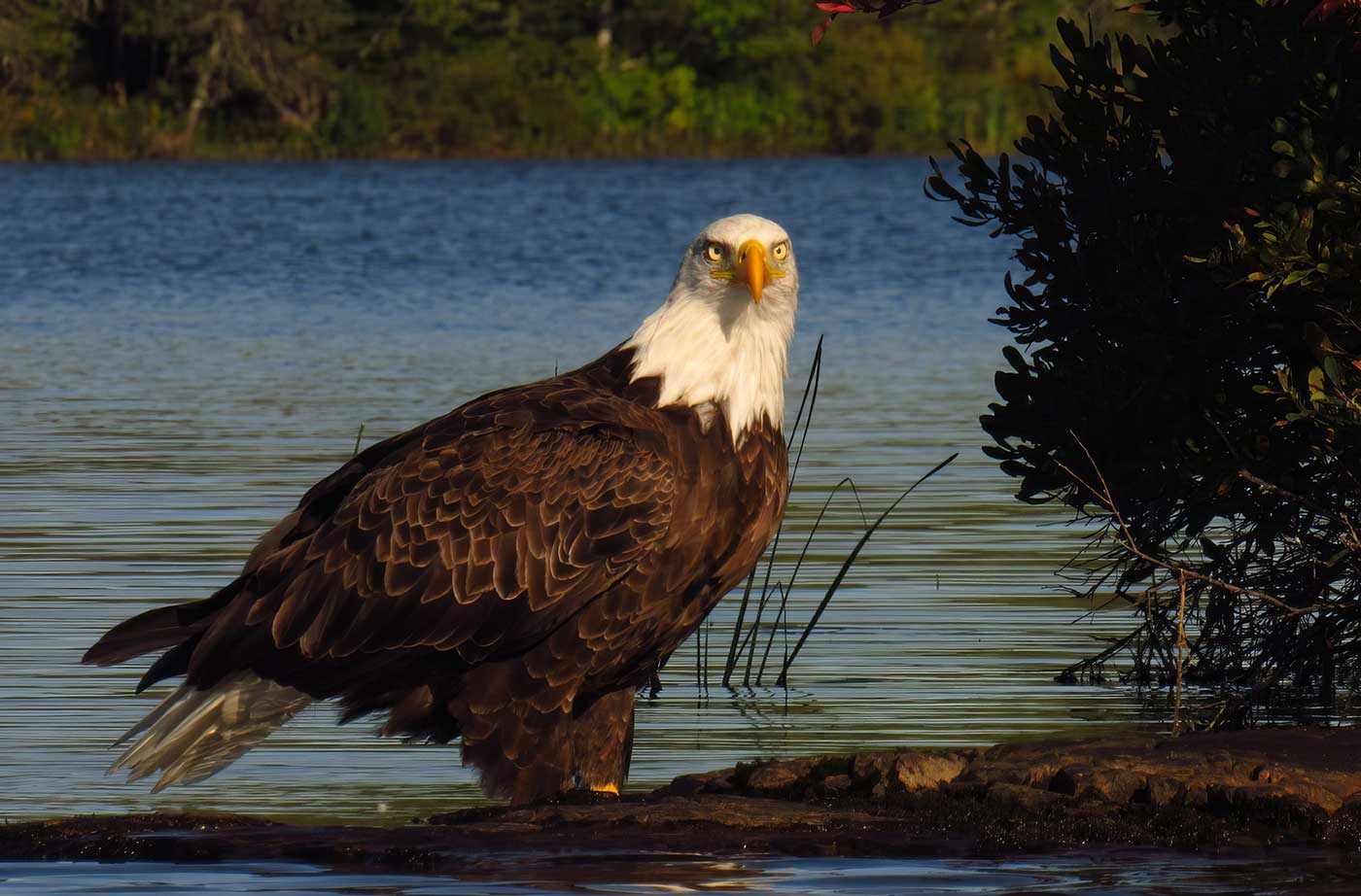 Bald Eagle sitting on rock near water