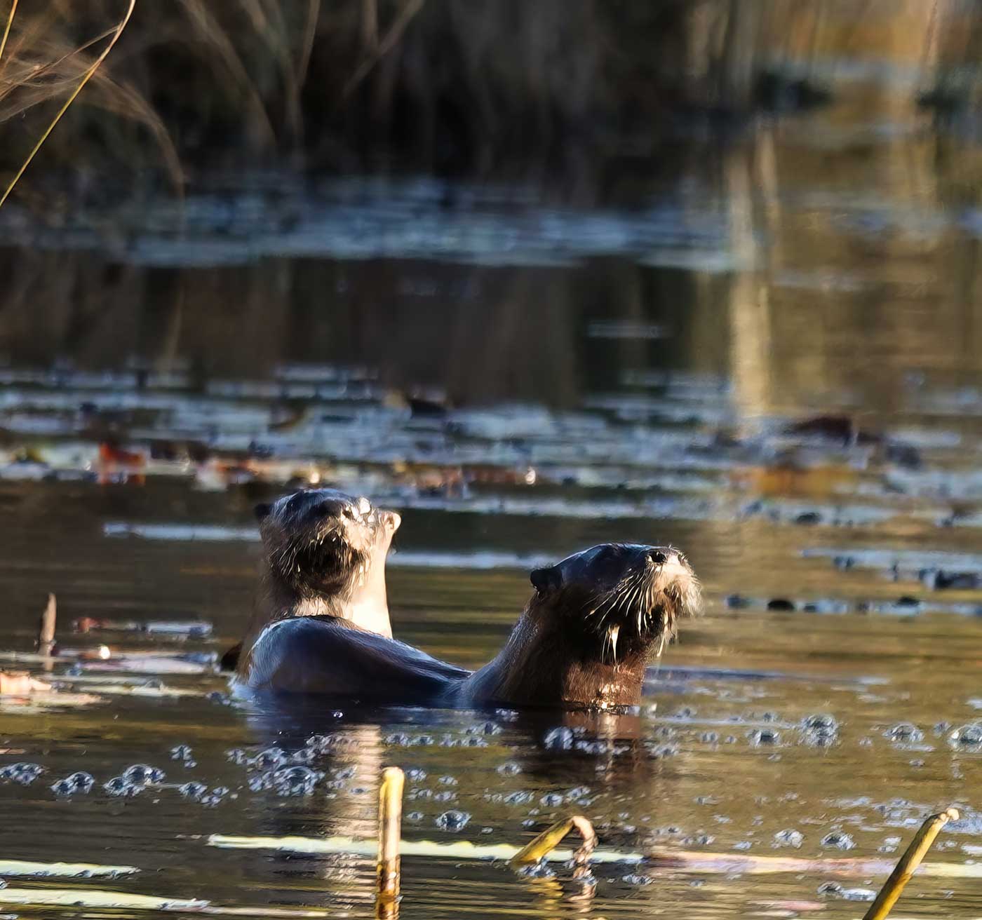 Two otters playing in pond