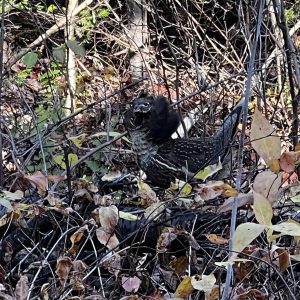 Ruffed Grouse