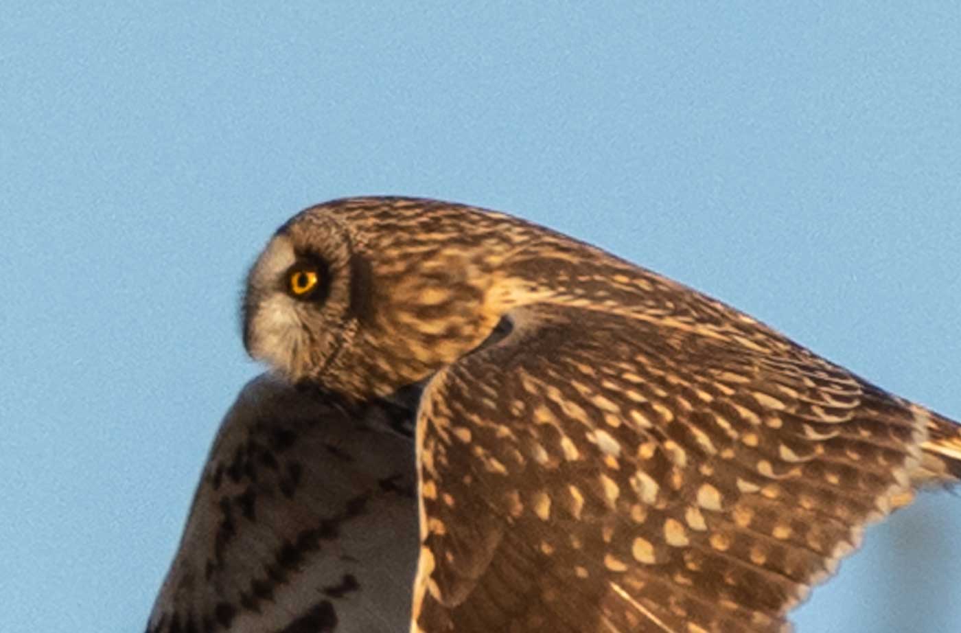 Short-eared Owl flying