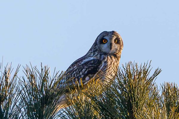 Short-eared Owl in treetop