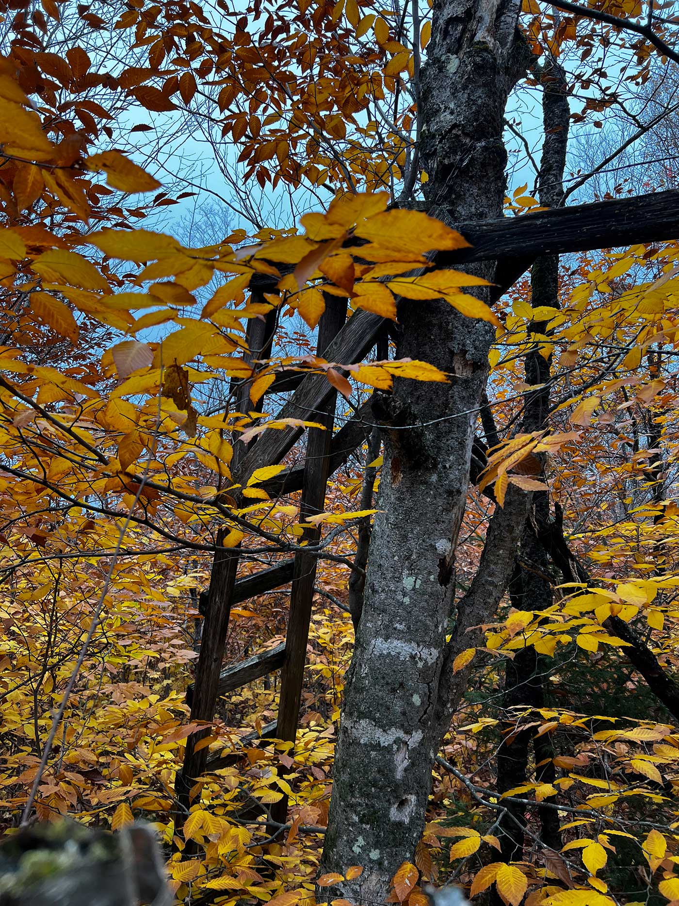 Deer stand in tree in fall foliage colors