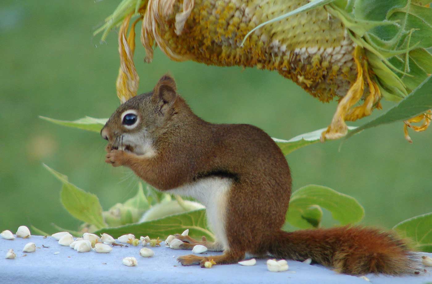 red squirrel eating sunflower seeds
