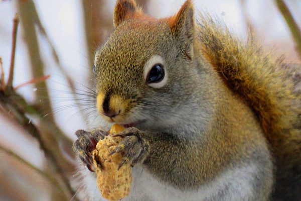 red squirrel eating nut