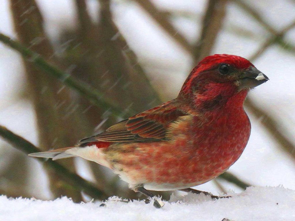Purple Finch standing on snow in snowstorm