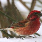 Purple Finch standing on snow in snowstorm