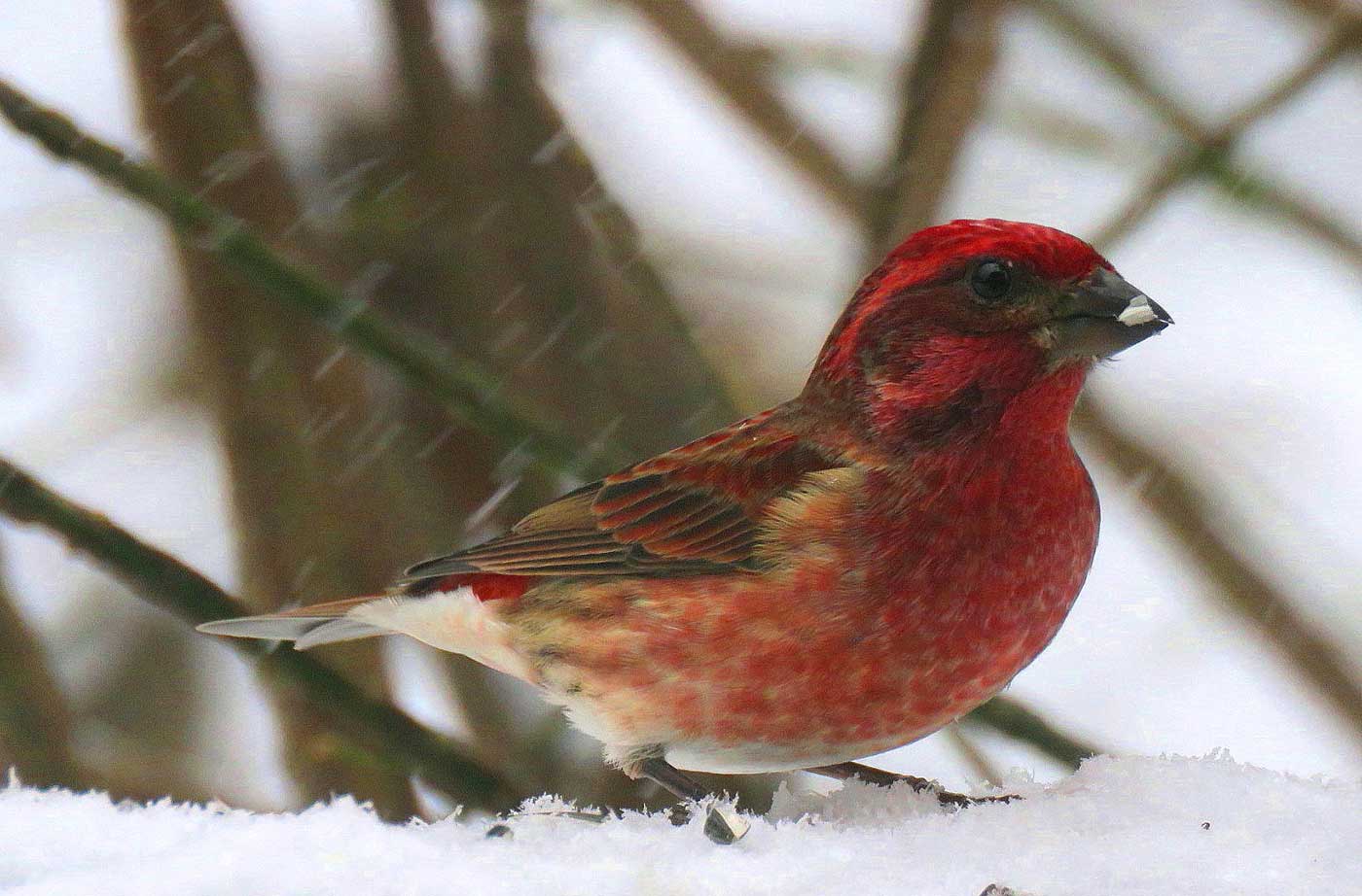 Purple Finch standing on snow in snowstorm