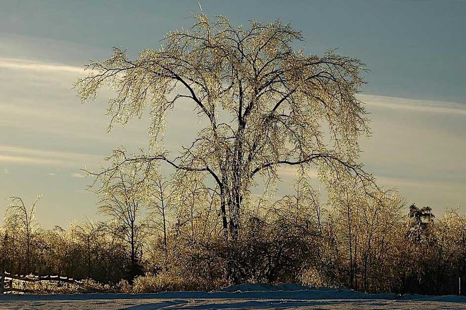 ice-covered tree with snow and fence in foreground