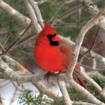 Northern Cardinal male sitting in tree