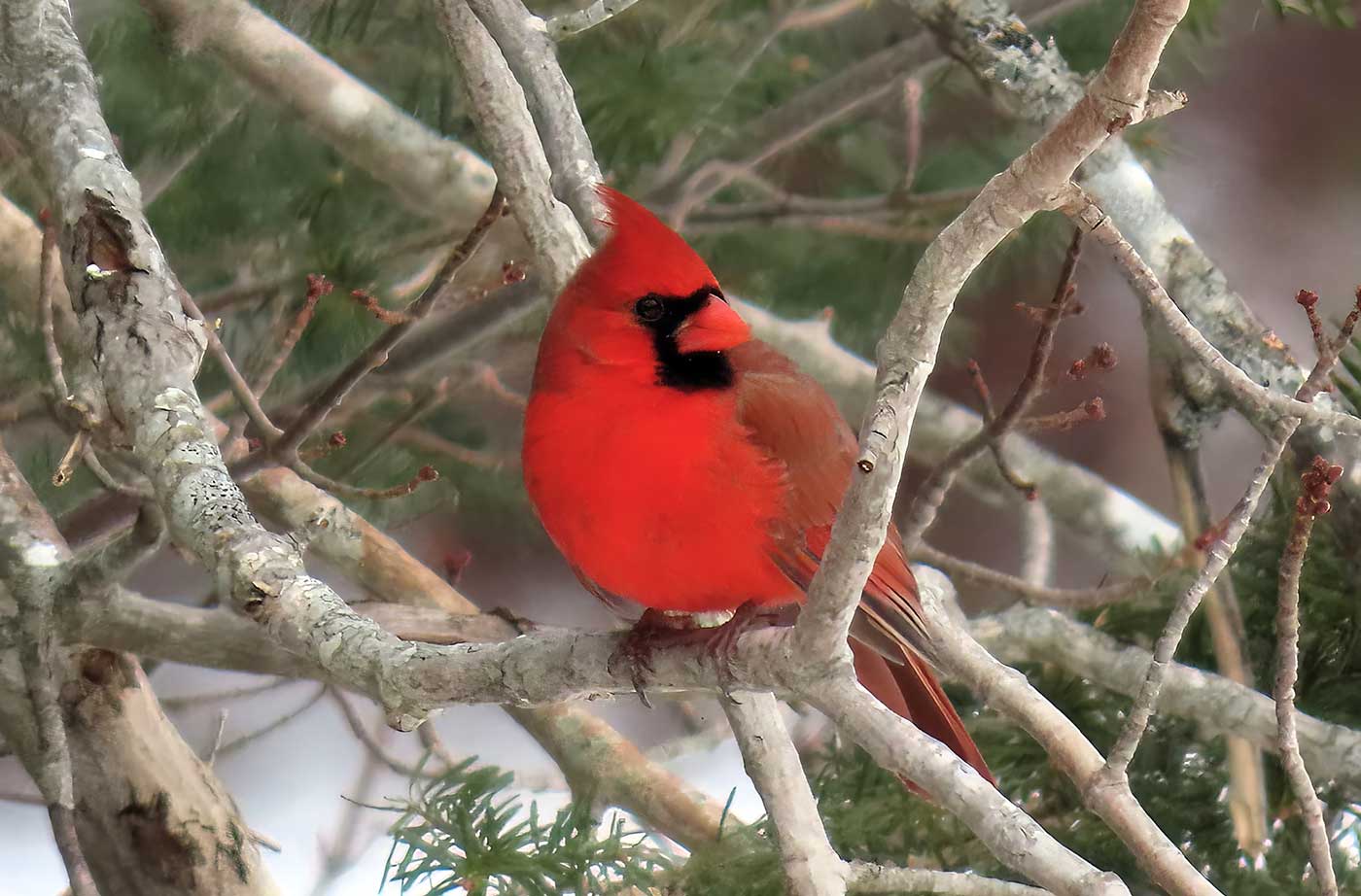 Northern Cardinal male sitting in tree