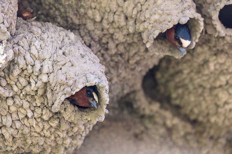 two birds tucked into cliff rocks