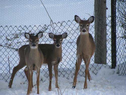 three deer in fenced in area
