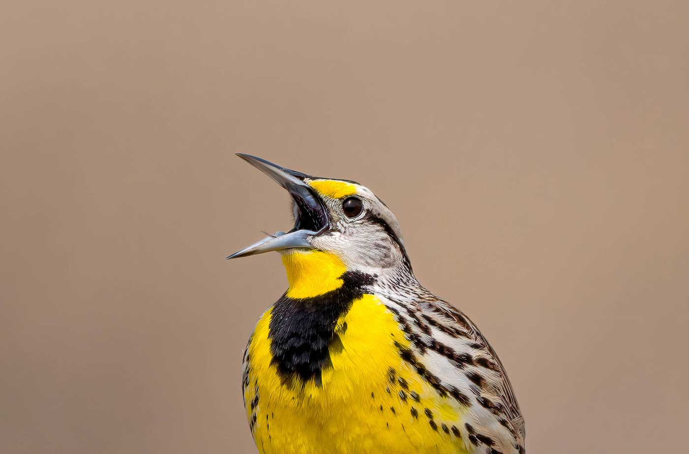 bird with mouth open, sitting on barbed wire