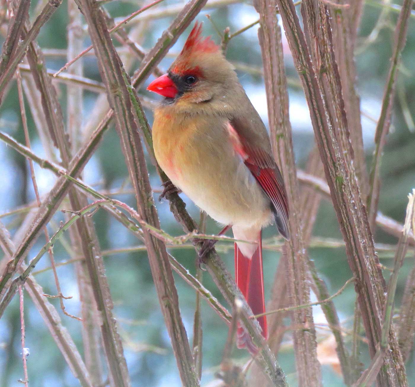 Female cardinal sitting on branch in bush with snow in background