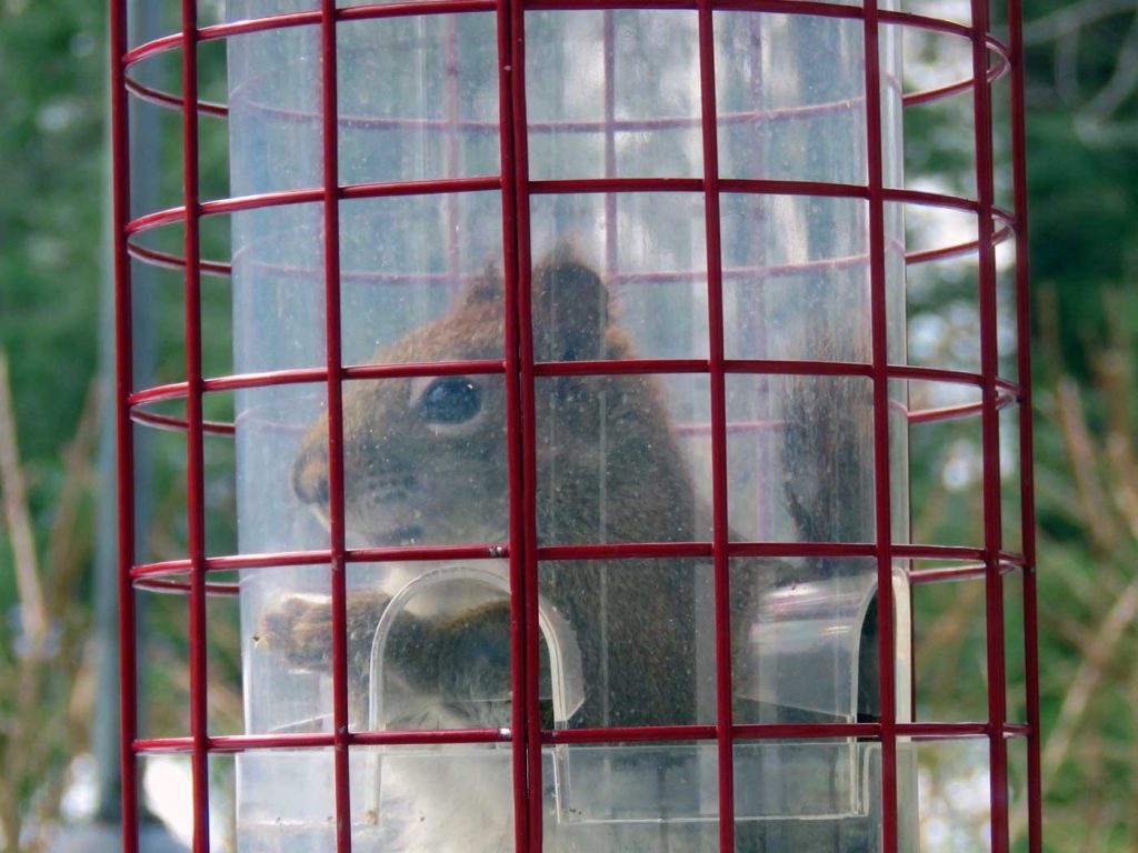 Red squirrel sitting inside bird feeder eating seeds