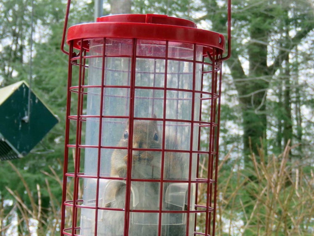 Red squirrel sitting inside red bird feeder