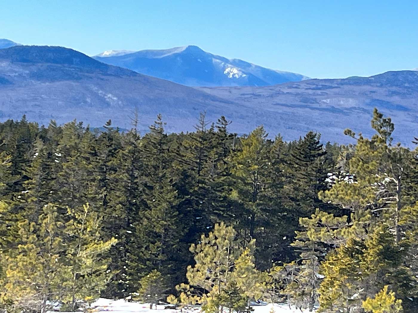 Mountain views over trees