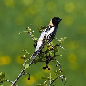 Bobolink on tree branch