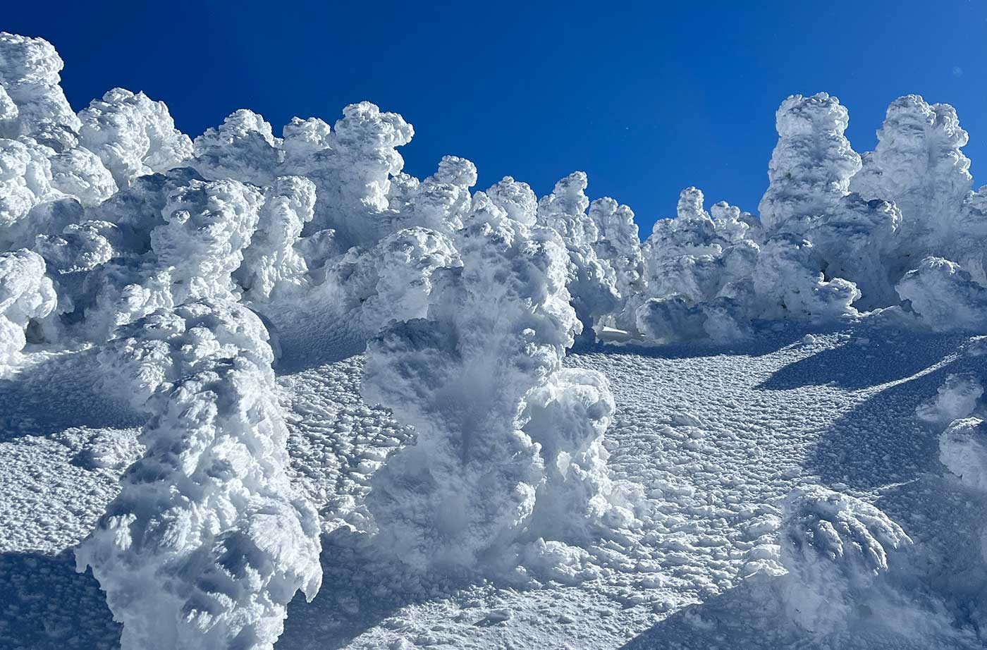 snow-covered trees and bright blue sky