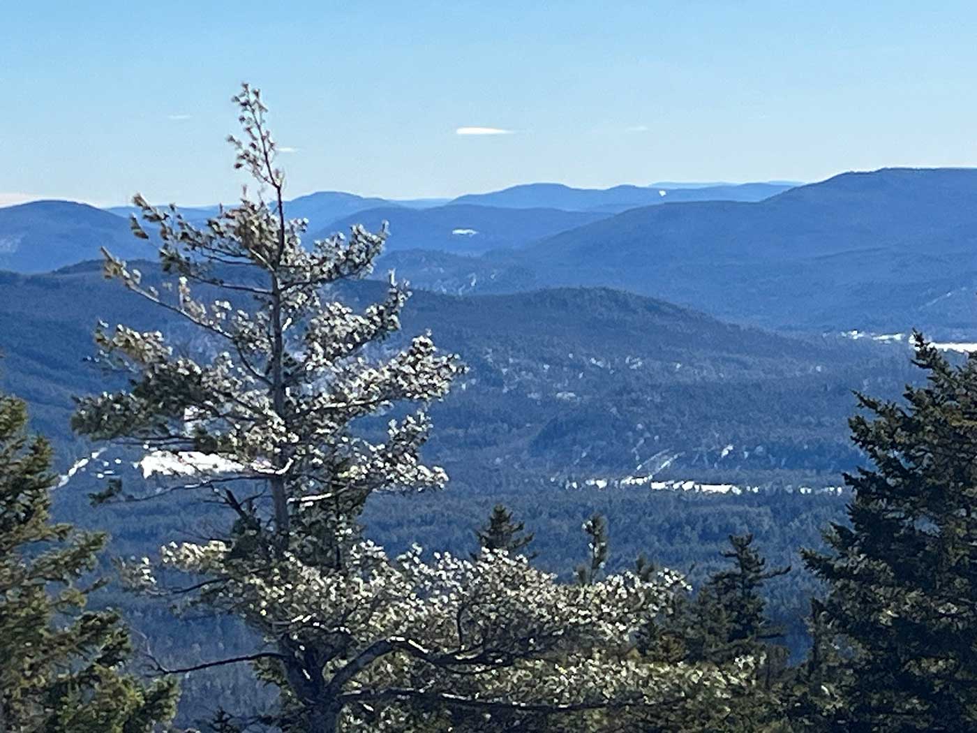 View of tree and mountains from top of mountain