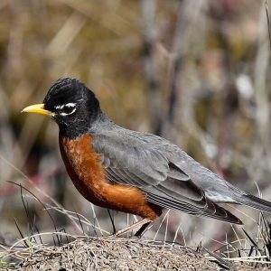 robin in tree