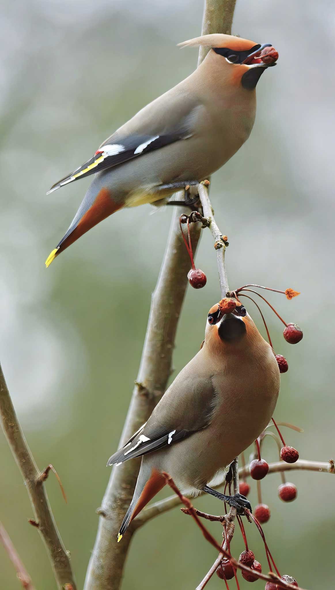 Bohemian Waxwings eating berries in tree