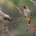 Bohemian Waxwings eating berries in tree