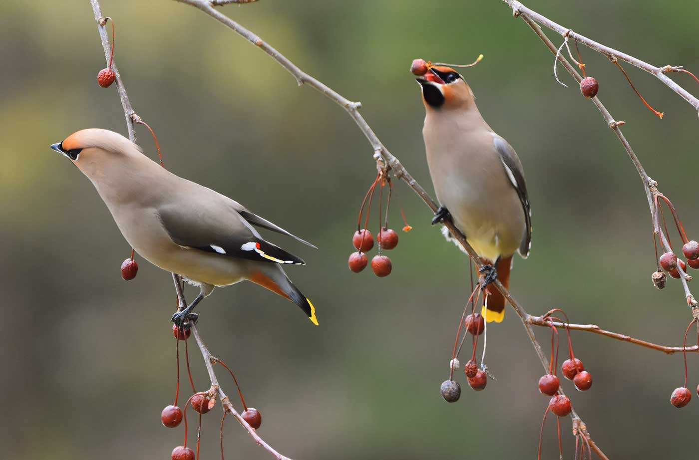 Bohemian Waxwings eating berries in tree