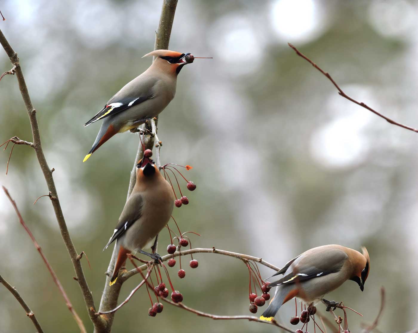 Bohemian Waxwings eating berries in tree