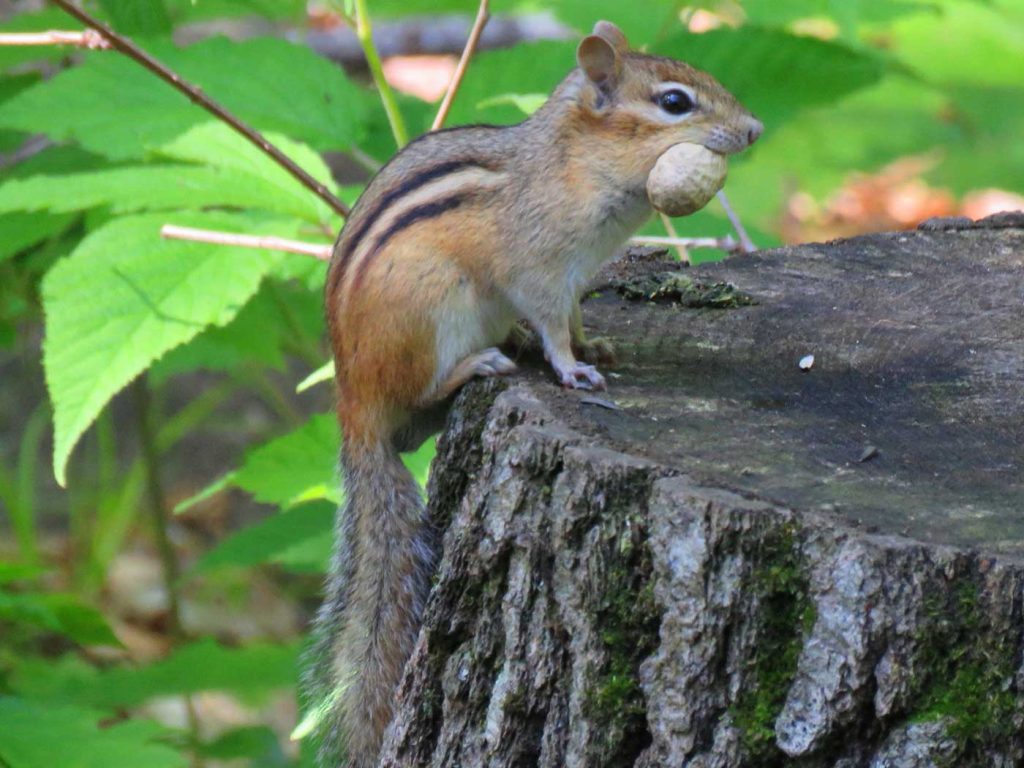 chipmunk with nut in its mouth