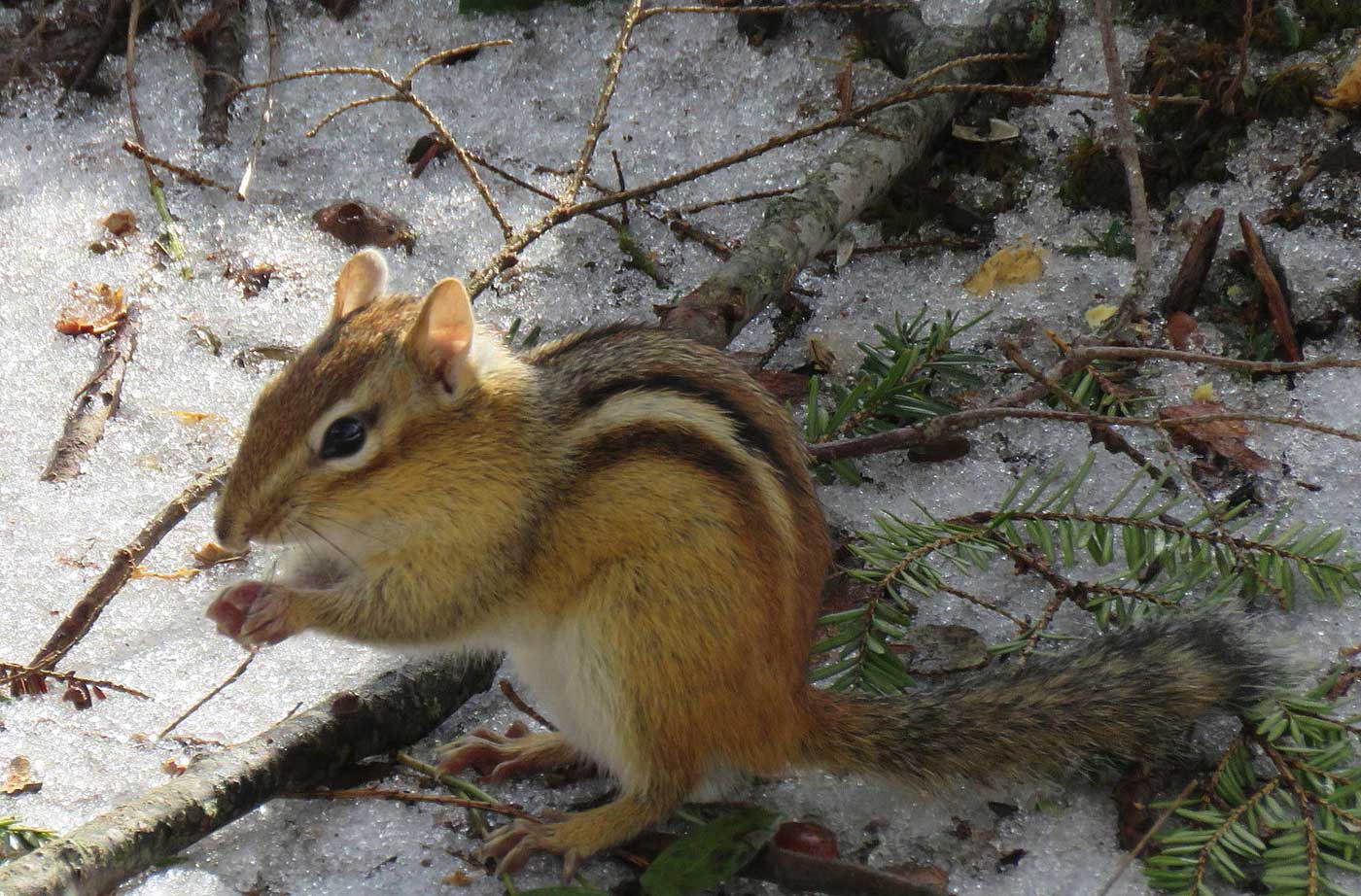 chipmunk in snow