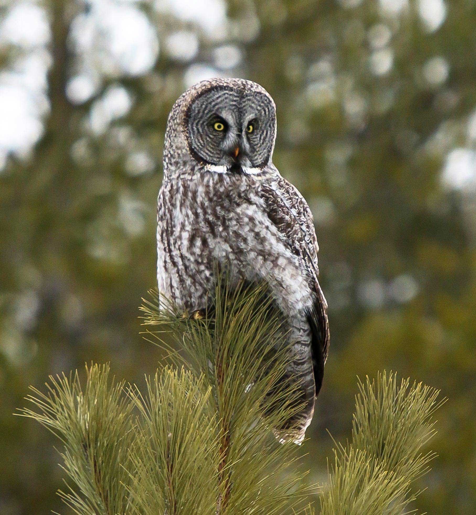 Great Grey Owl perched in tree