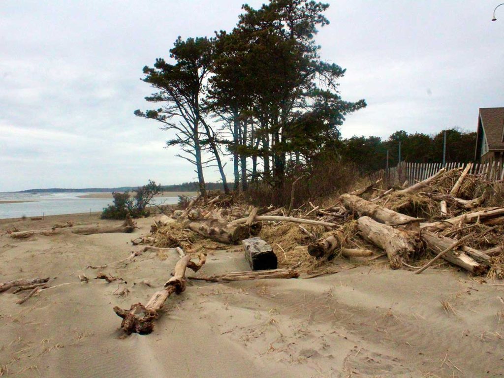 sand and trees at beach, with some erosion