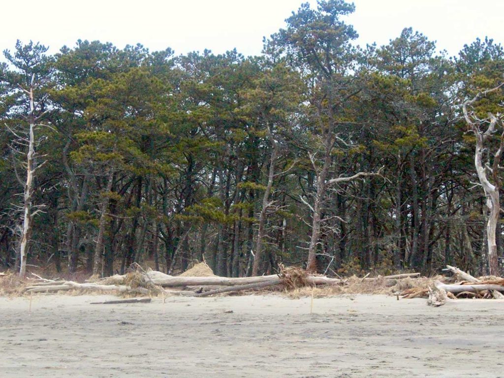 sand and trees at beach, with some erosion