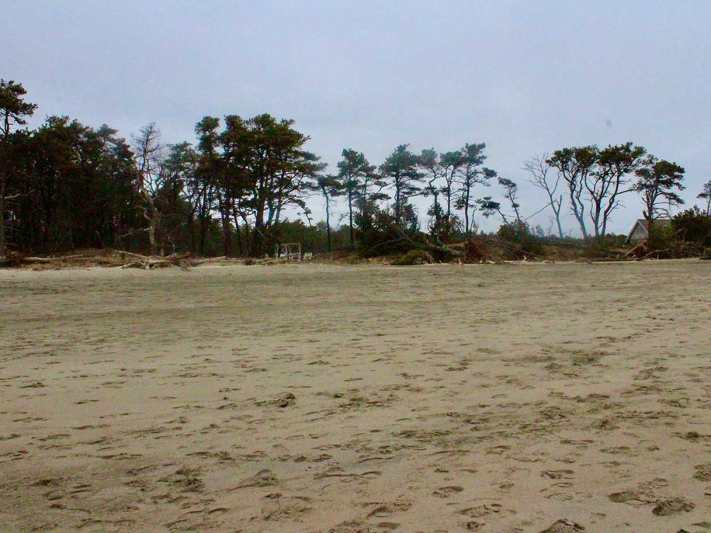 sand and trees at beach, with some erosion