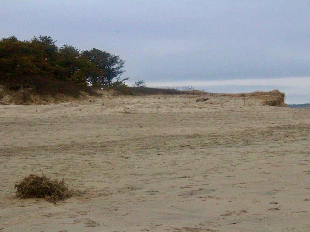 sand and trees at beach, with some erosion