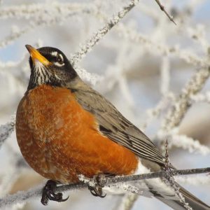 American Robin in tree branches, head looking up