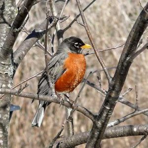 robin on tree branch looking to the right