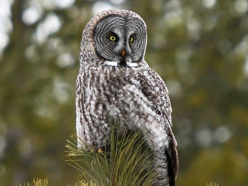 Great Grey Owl perched on top of tree