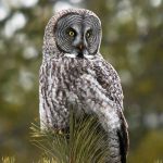 Great Grey Owl perched on top of tree