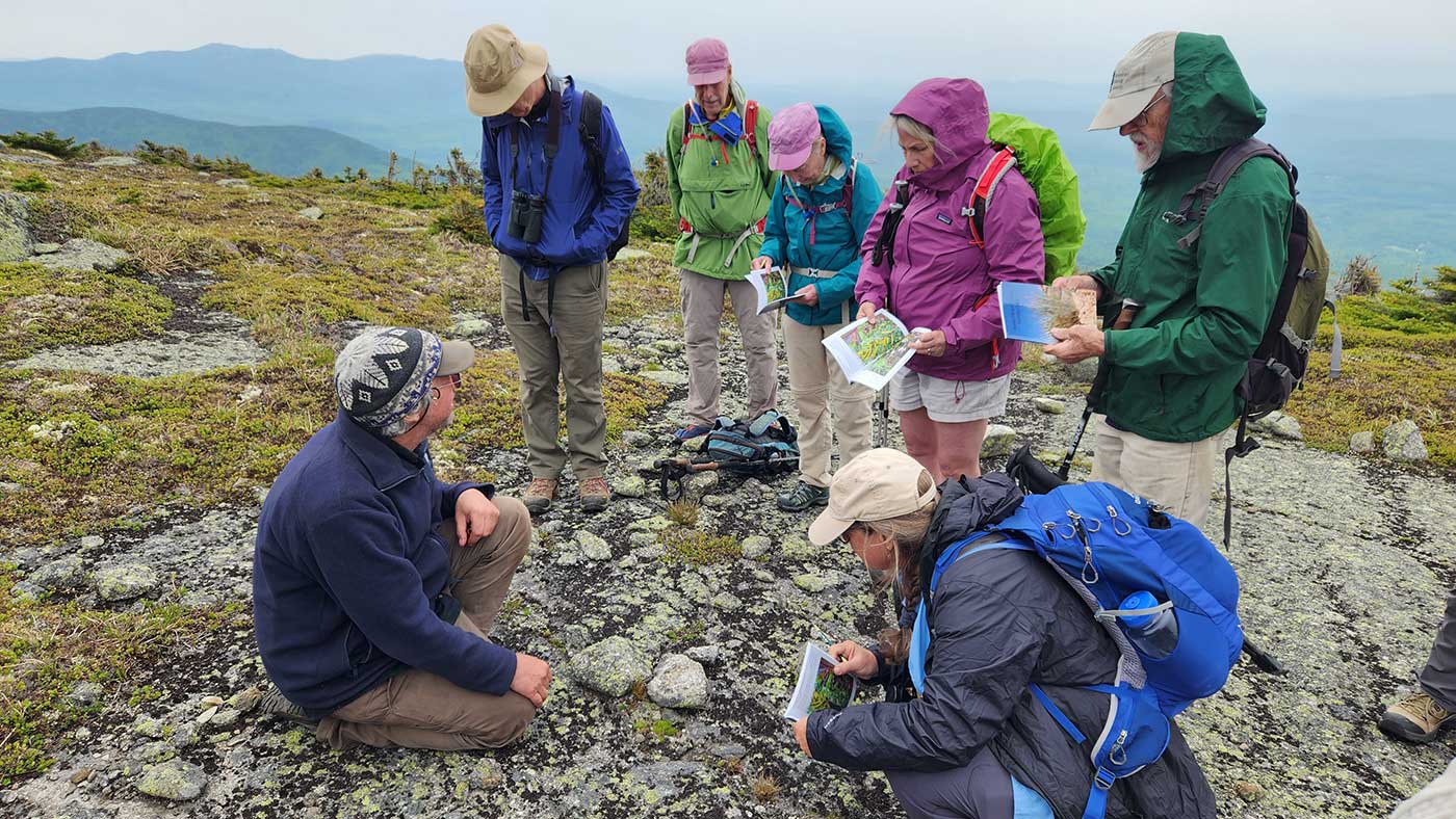 people looking at flowers on top of mountain